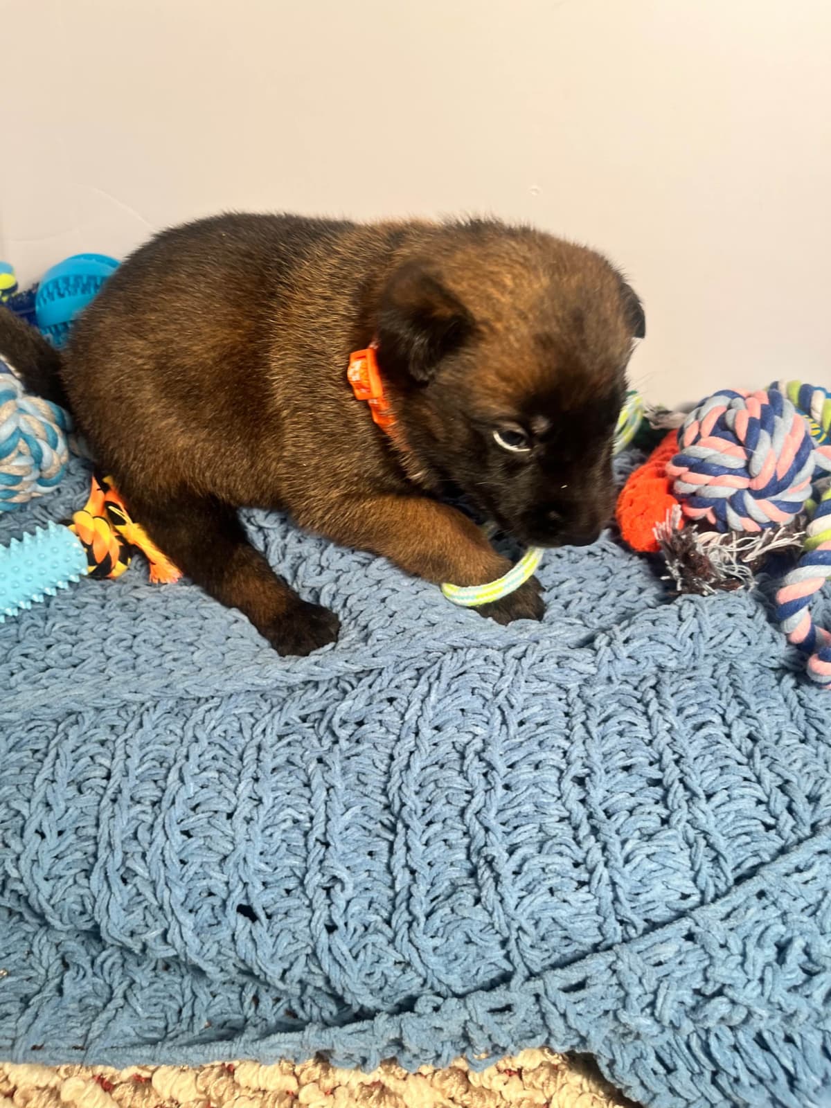 Belgian Malinois Puppies breeder image 8