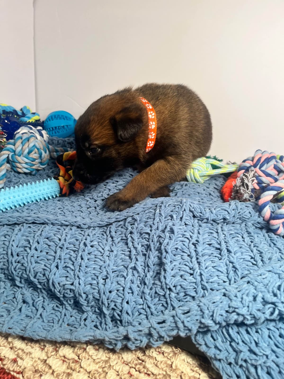 Belgian Malinois Puppies breeder image 7