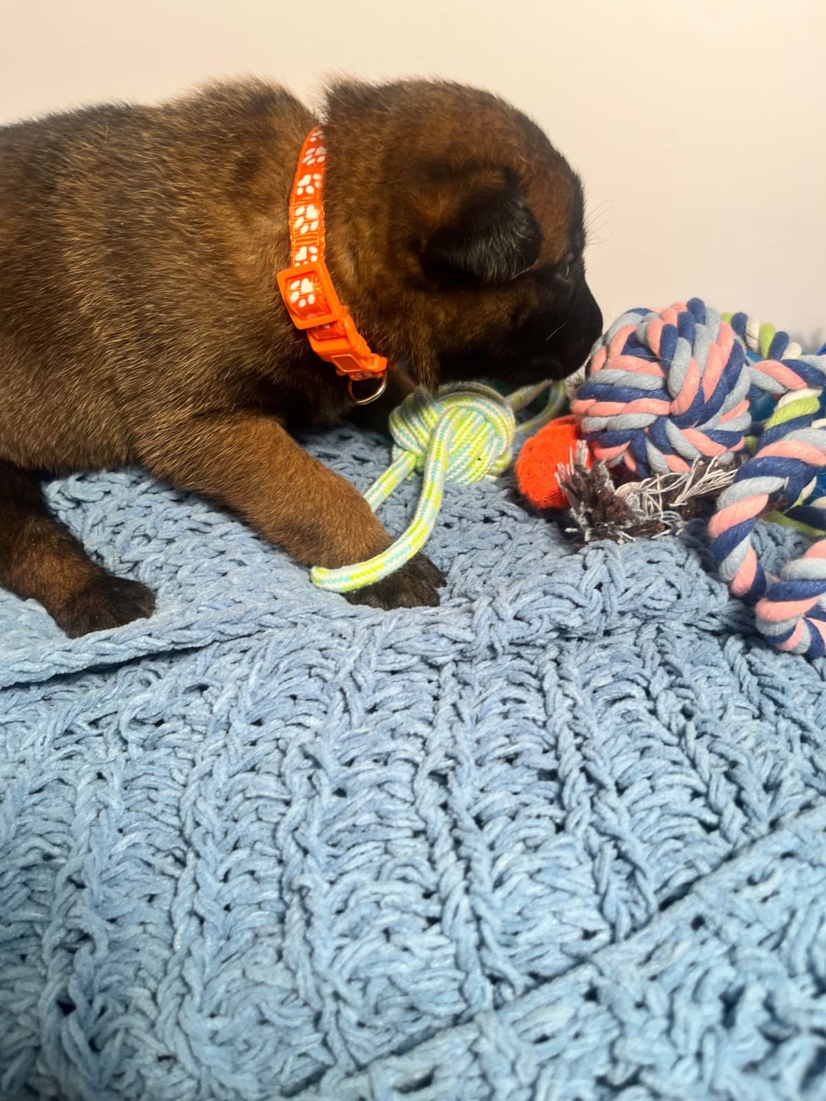 Belgian Malinois Puppies breeder image 9
