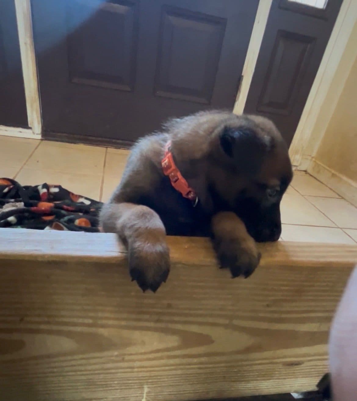 Belgian Malinois Puppies breeder image 10