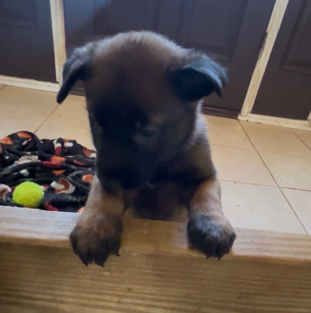 Belgian Malinois Puppies breeder image 11