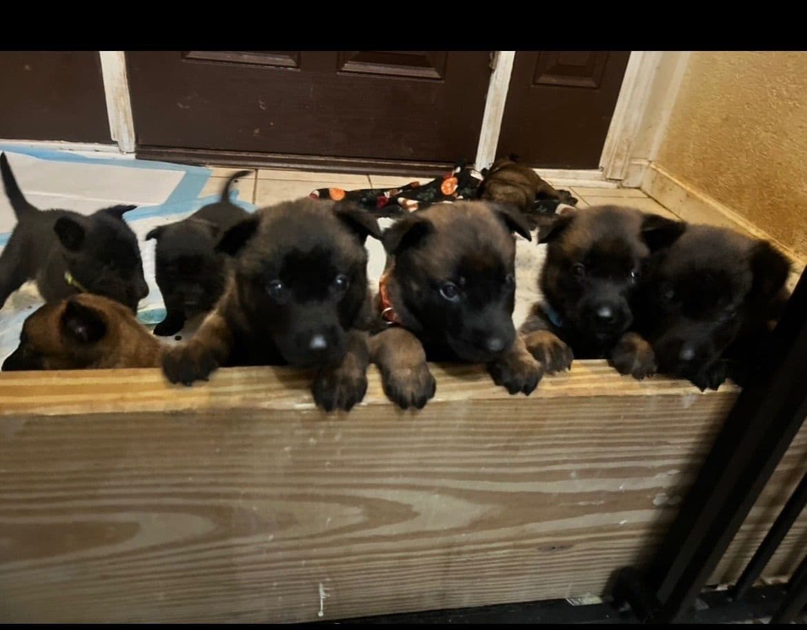 Belgian Malinois Puppies breeder image 13