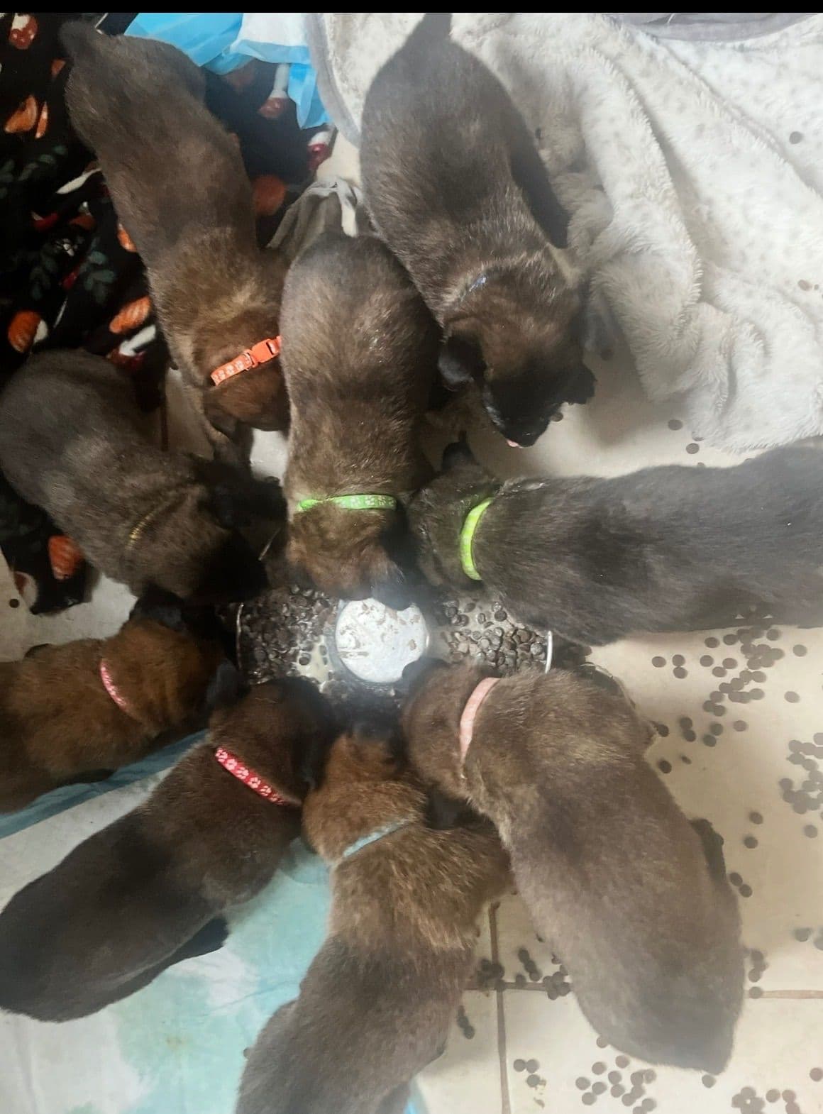 Belgian Malinois Puppies breeder image 12
