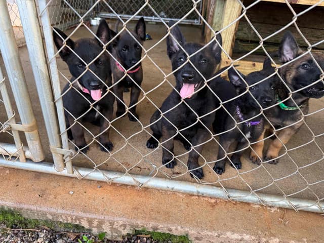 Belgian Malinois Puppies media 5