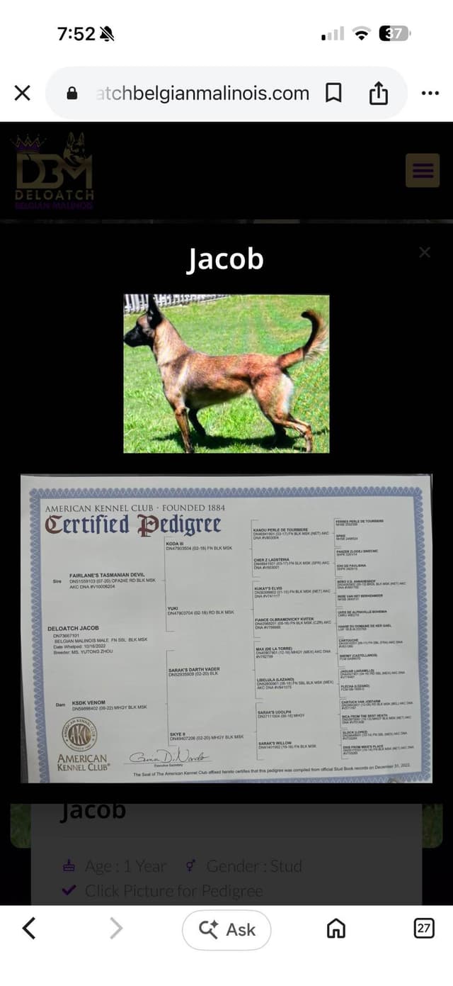 Belgian Malinois Puppies media 2