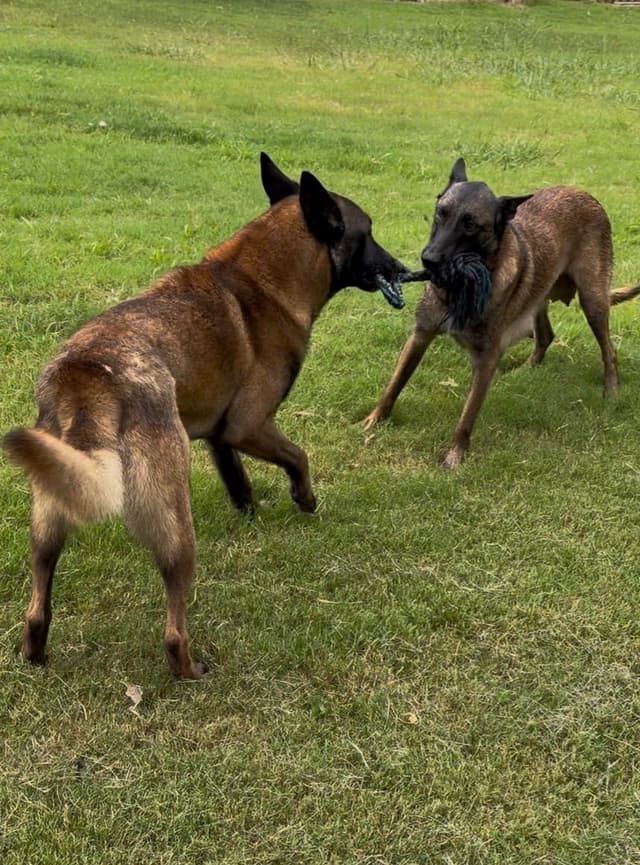 Belgian Malinois Puppies media 4