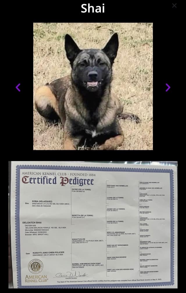 Belgian Malinois Puppies media 3
