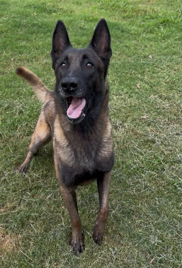 Belgian Malinois Puppies media 5
