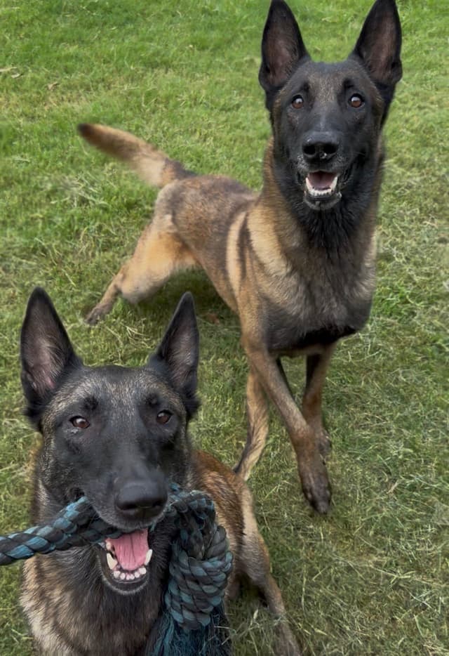 Belgian Malinois Puppies media 6