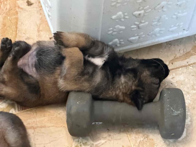 Belgian Malinois Puppies media 8
