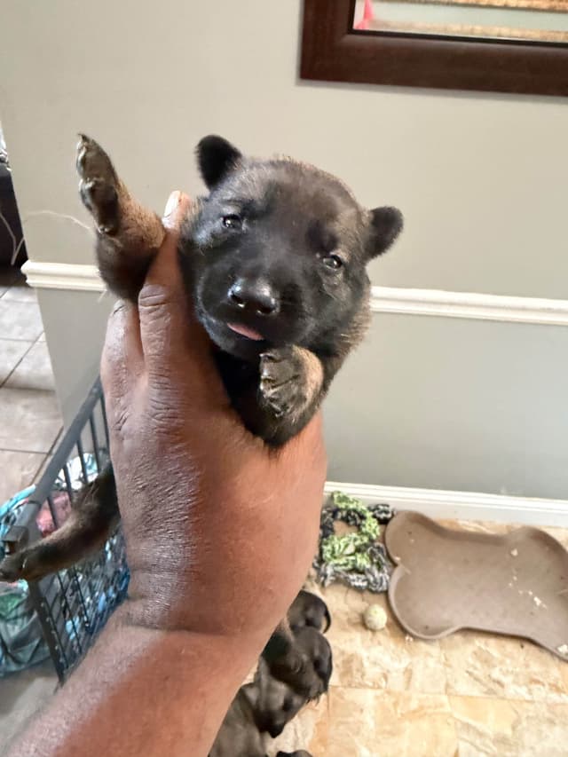 Belgian Malinois Puppies media 12