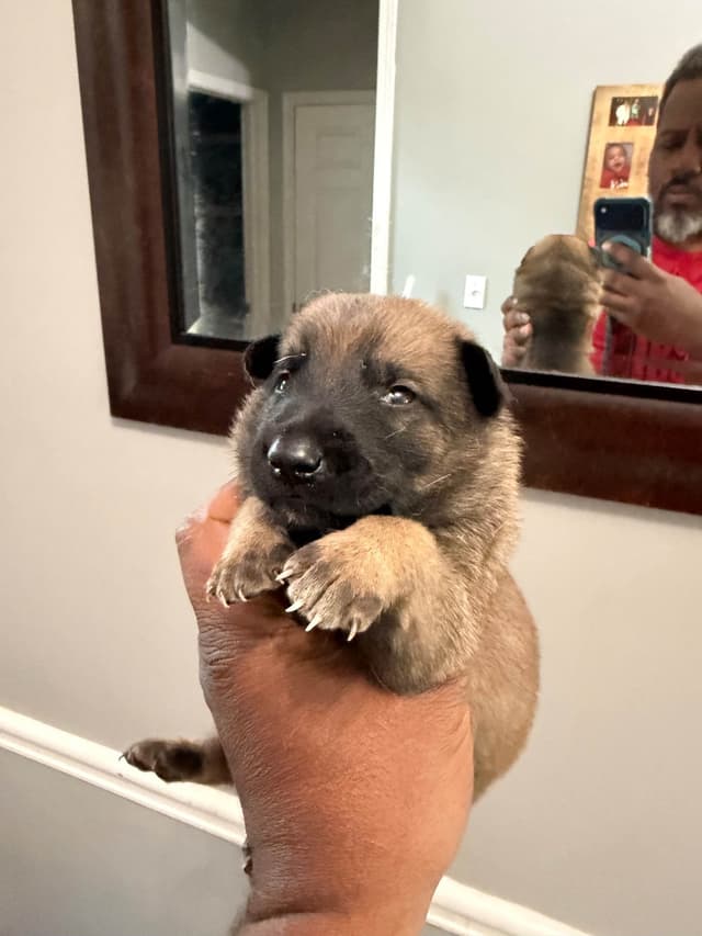 Belgian Malinois Puppies media 11