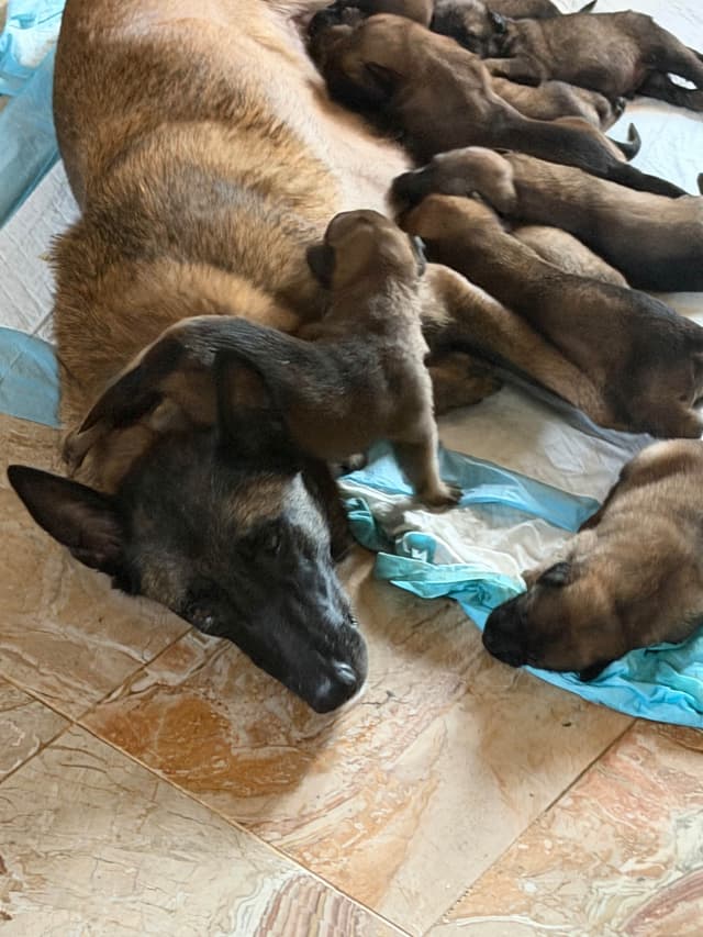 Belgian Malinois Puppies media 10