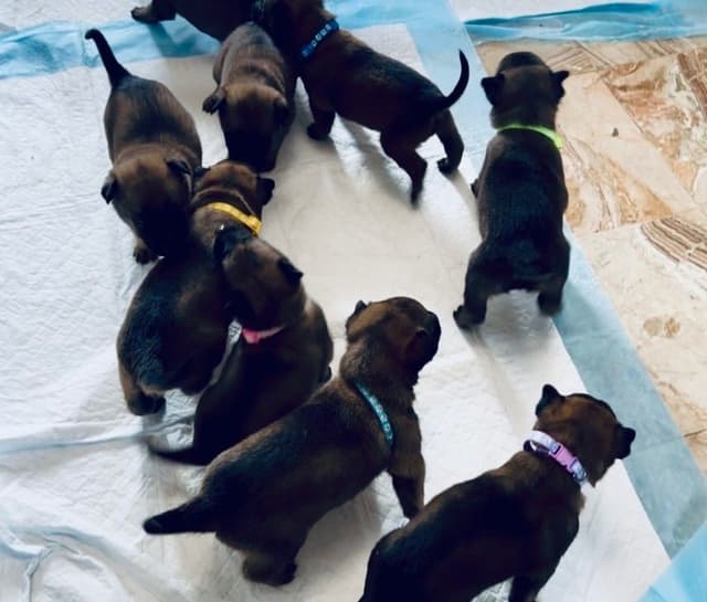 Belgian Malinois Puppies media 14