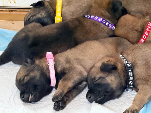 Belgian Malinois Puppies media 16
