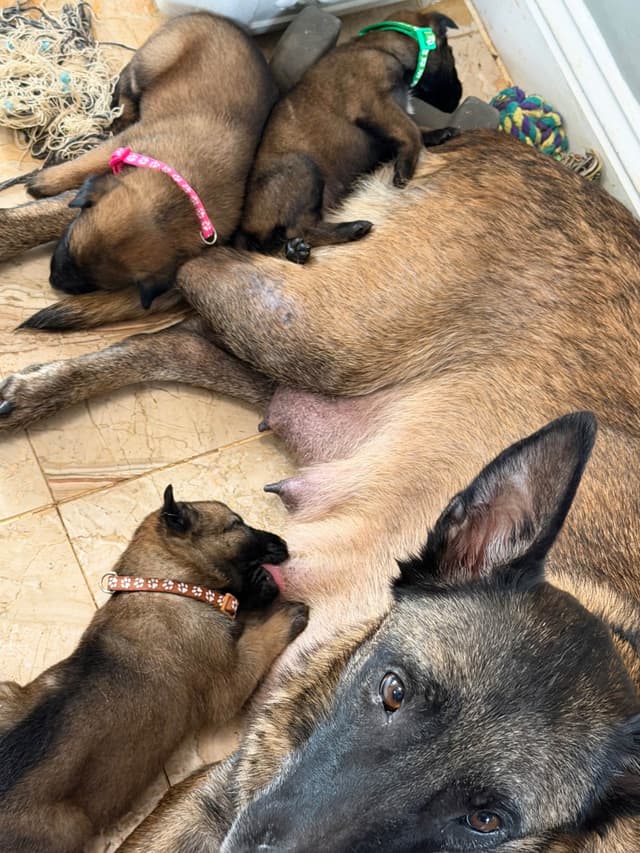 Belgian Malinois Puppies media 17