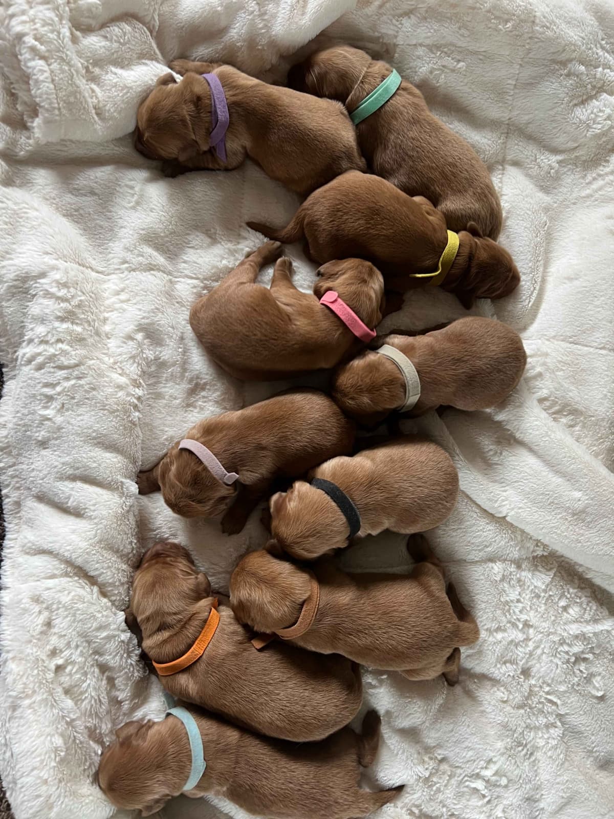 Golden Retriever Puppies breeder image 7