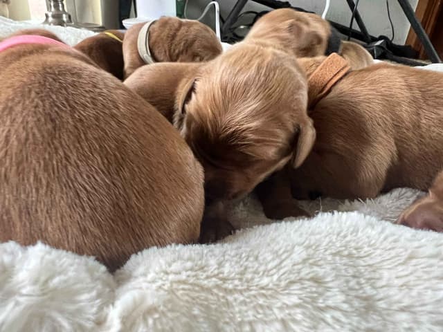 Golden Retriever Puppies media 2