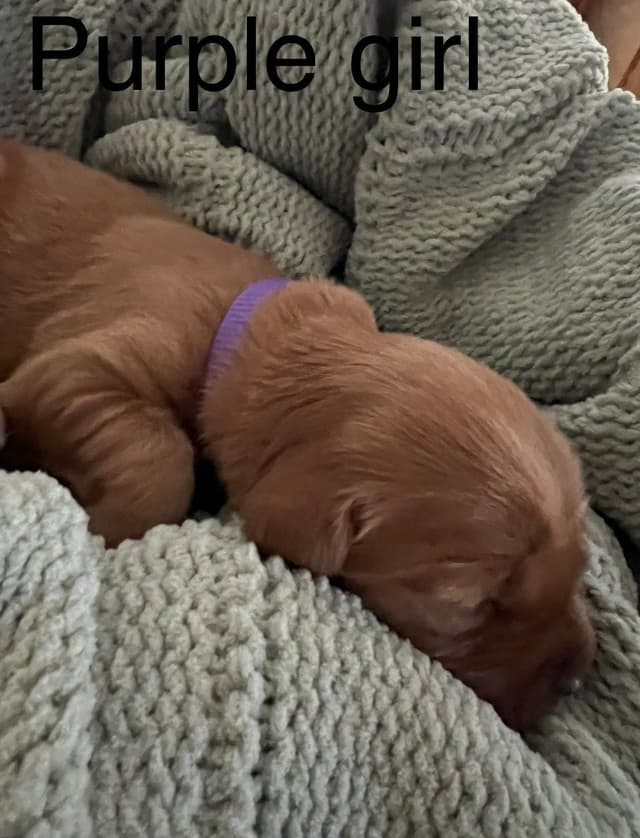 Golden Retriever Puppies media 17