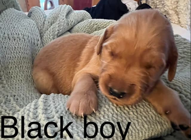 Golden Retriever Puppies media 8