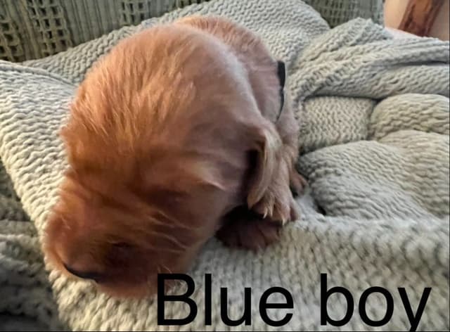 Golden Retriever Puppies media 9