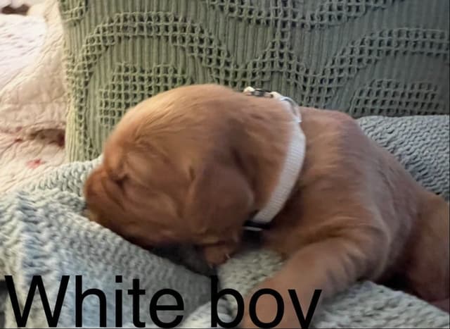 Golden Retriever Puppies media 10