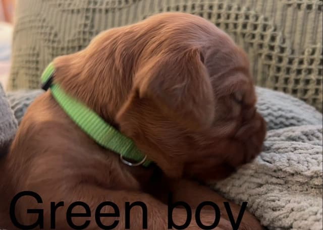 Golden Retriever Puppies media 12