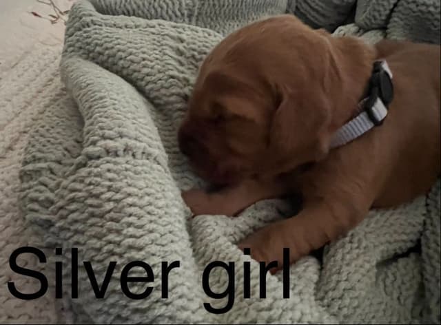 Golden Retriever Puppies media 13