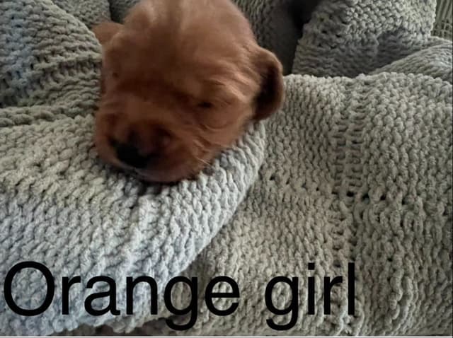 Golden Retriever Puppies media 14