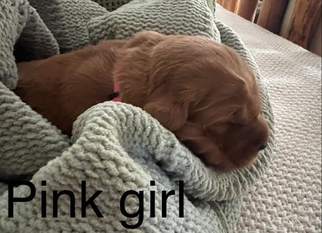 Golden Retriever Puppies media 15