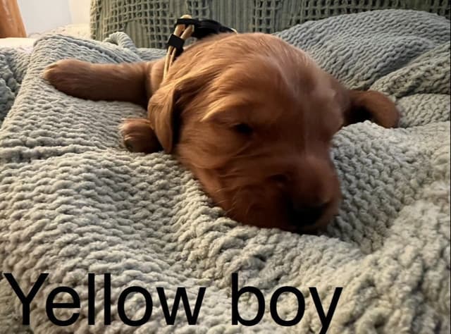 Golden Retriever Puppies media 16