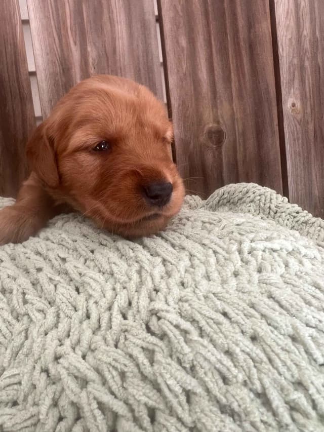 Golden Retriever Puppies media 5