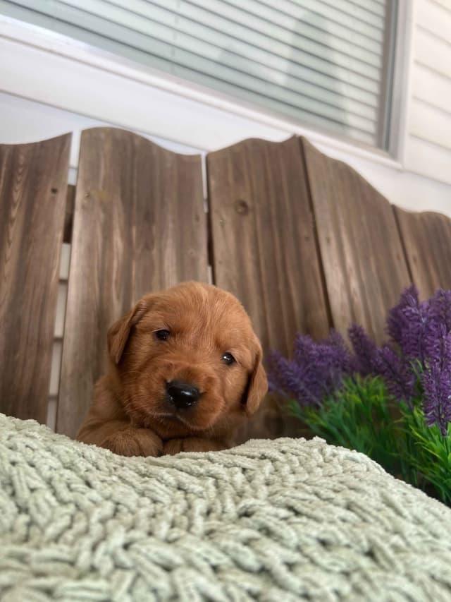 Golden Retriever Puppies media 7