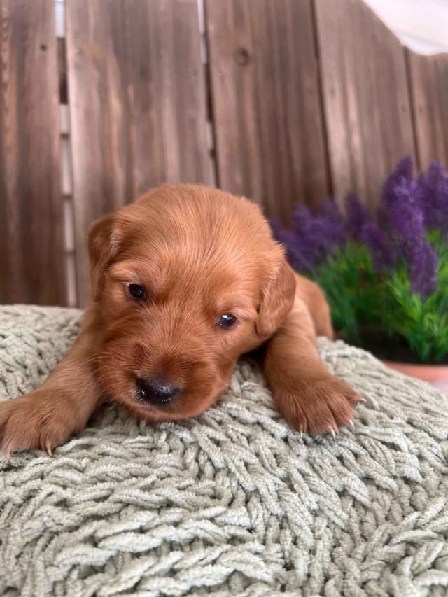Golden Retriever Puppies media 4
