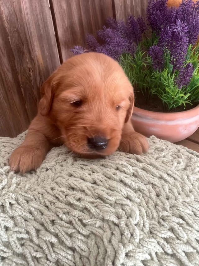Golden Retriever Puppies media 6