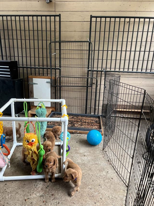 Golden Retriever Puppies media 19