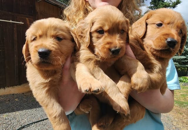 Golden Retriever Puppies media 18