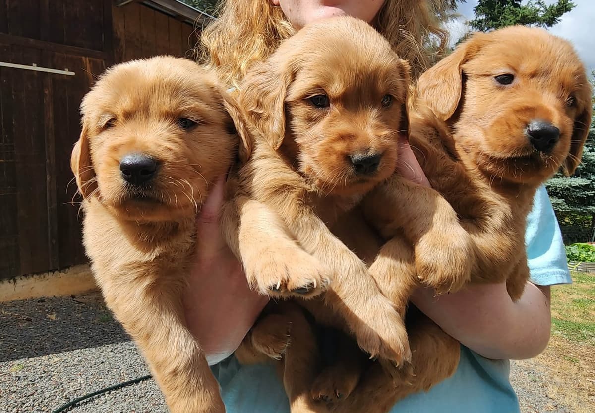Golden Retriever Puppies breeder image 1