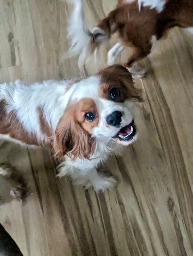 Cavalier King Charles Spaniel Puppies media 8