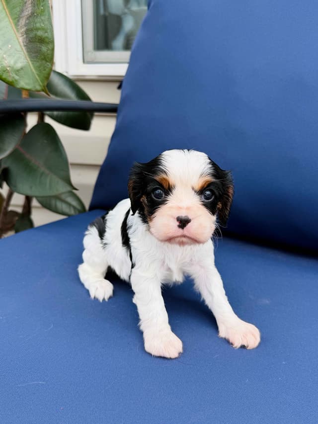 Cavalier King Charles Spaniel Puppies media 2