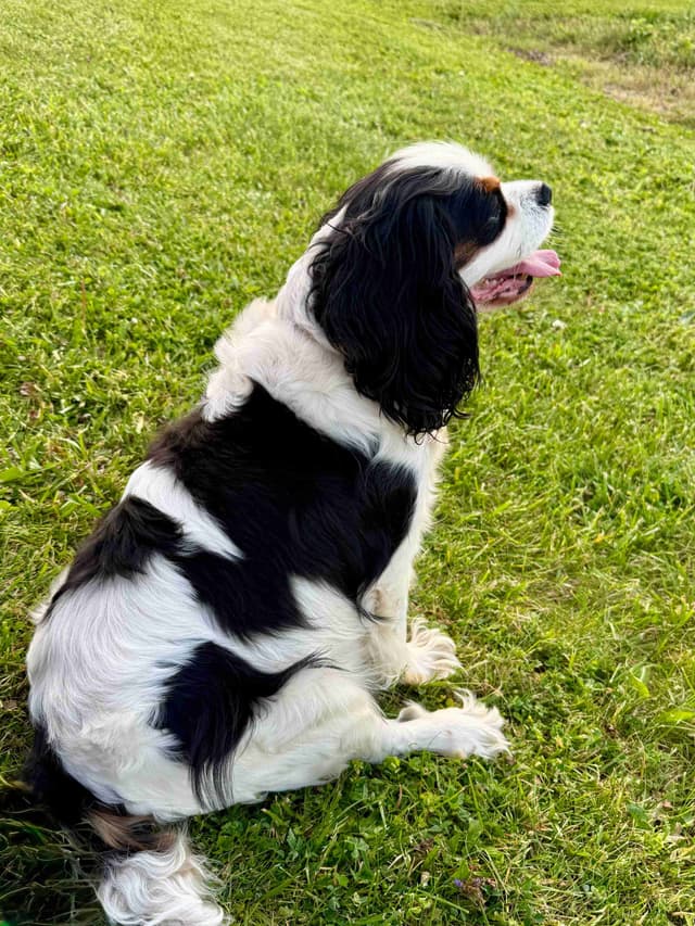 Cavalier King Charles Spaniel Puppies media 7