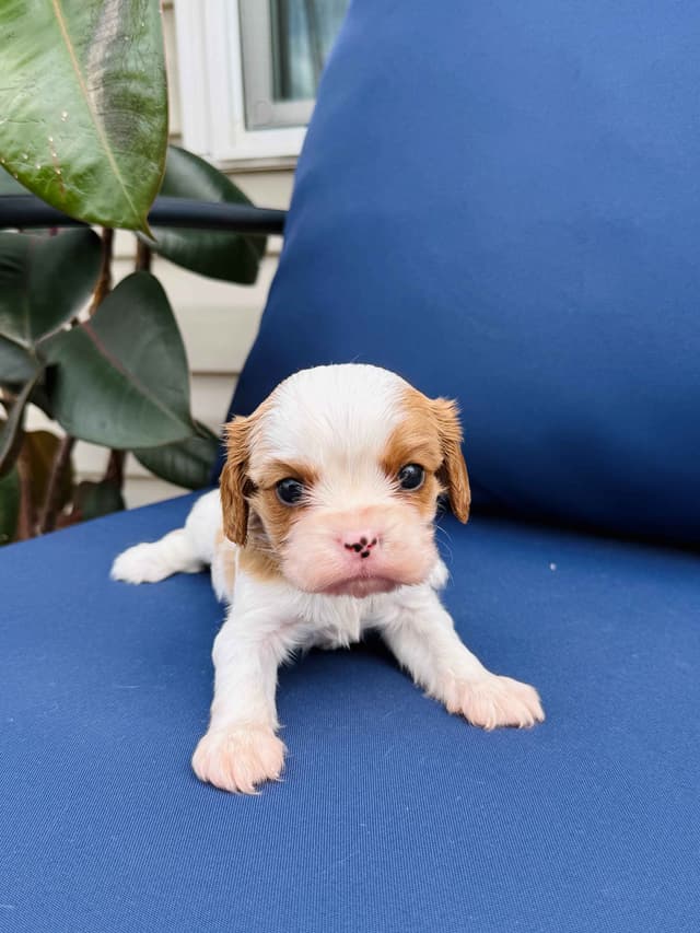 Cavalier King Charles Spaniel Puppies media 3