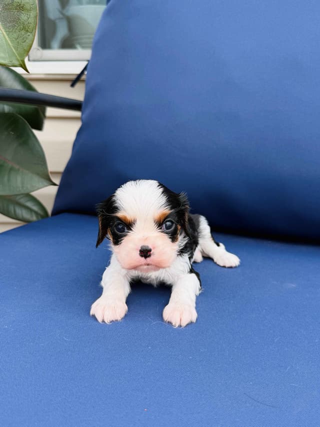 Cavalier King Charles Spaniel Puppies media 4
