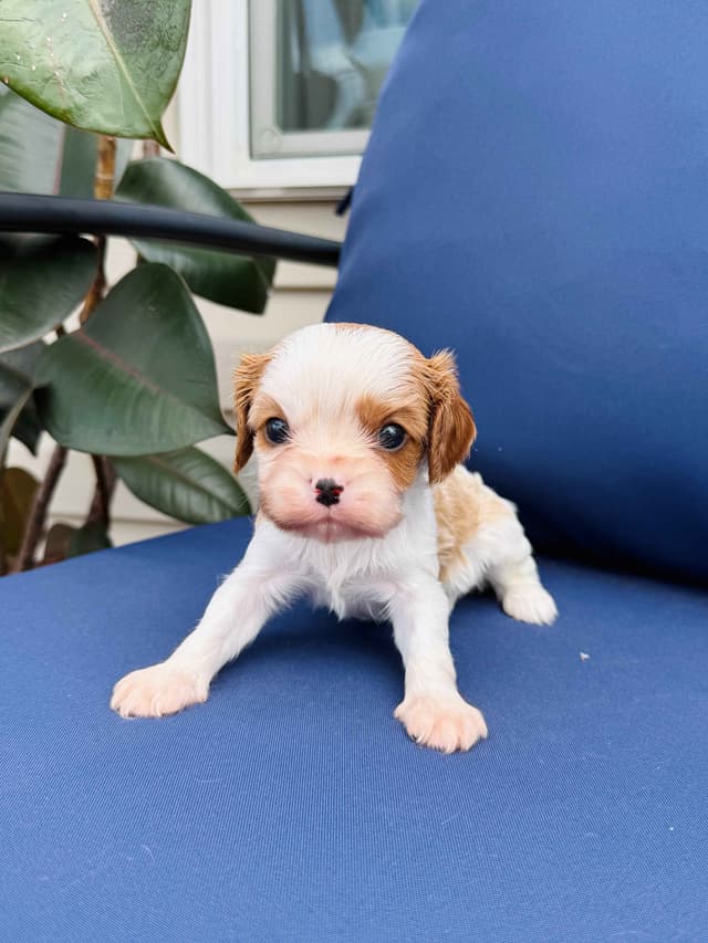 Cavalier King Charles Spaniel Puppies media 6