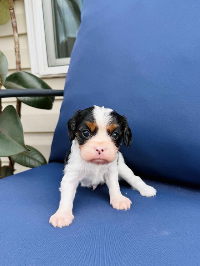 Cavalier King Charles Spaniel Puppies media 5