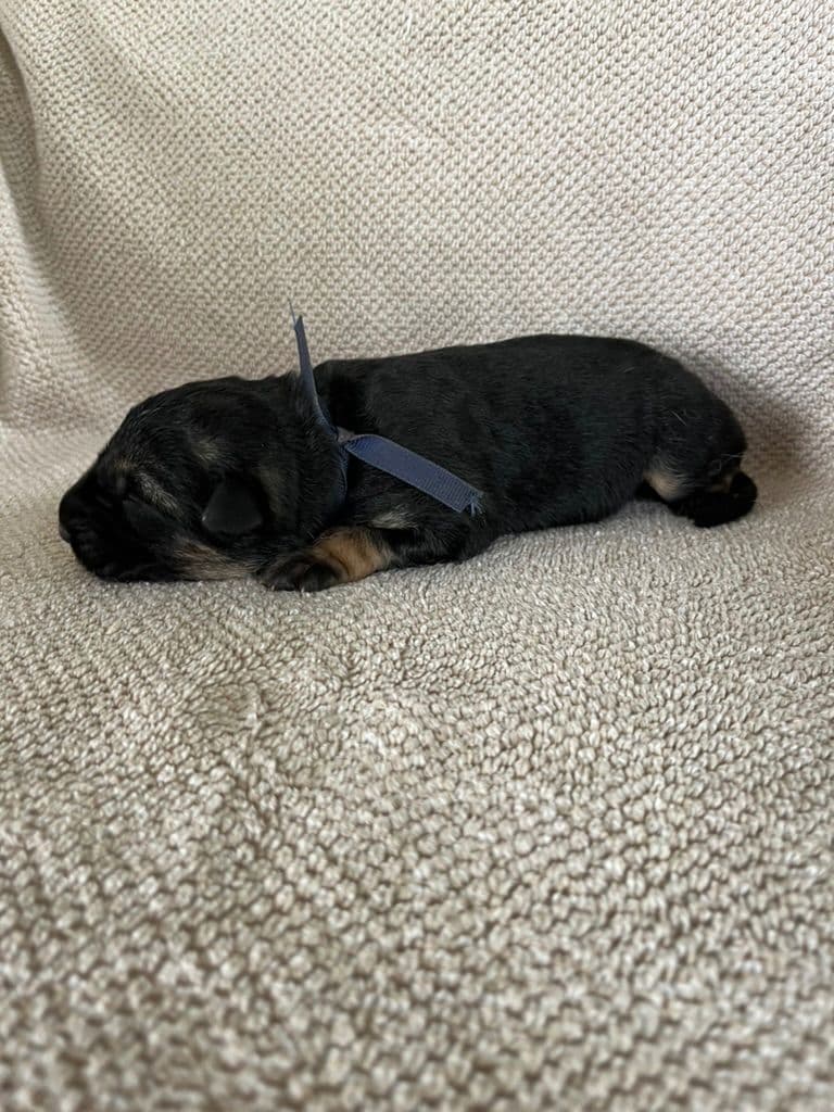 German Shepherd Dog Puppies breeder image 6