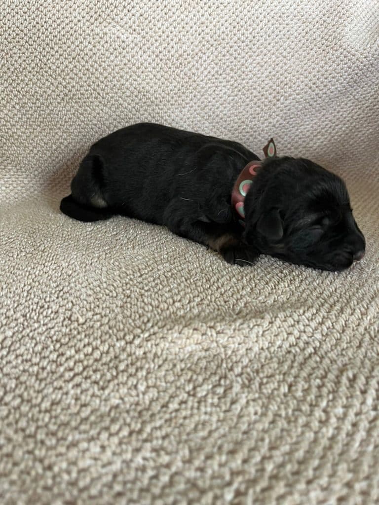 German Shepherd Dog Puppies breeder image 2