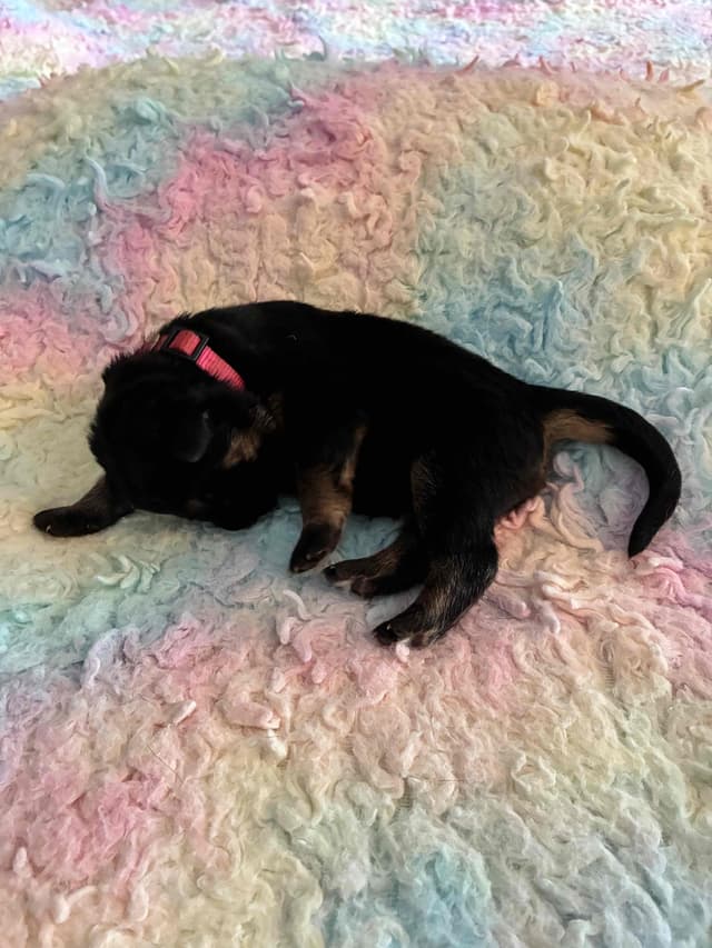 German Shepherd Dog Puppies media 2