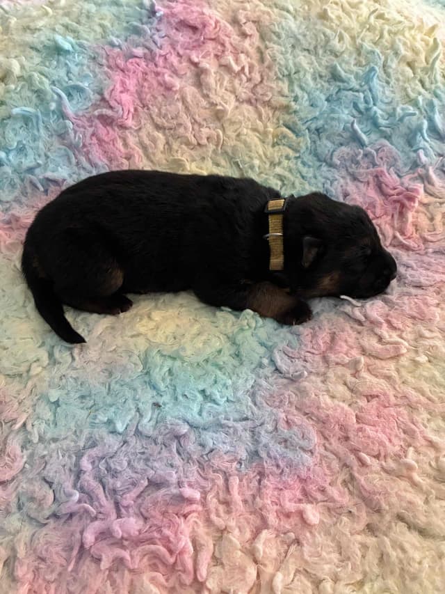German Shepherd Dog Puppies media 5