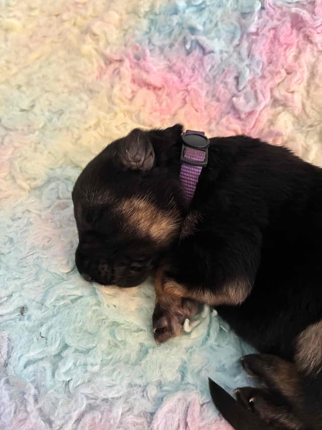 German Shepherd Dog Puppies media 7